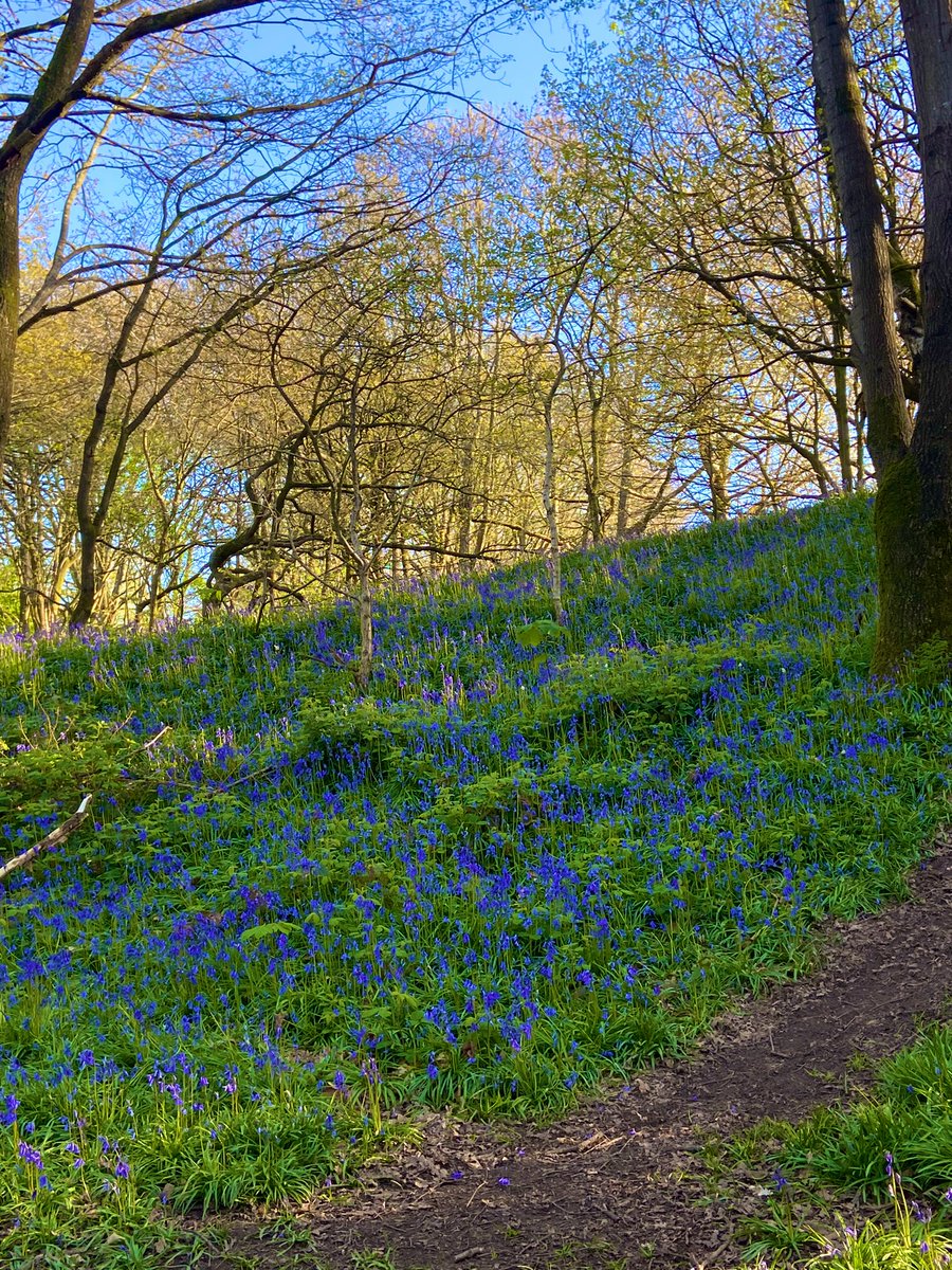 Morning! It’s gloriously sunny if a little chilly here this but I still made it out for a walk. It’s amazing how much better you feel with a morning dose of fresh air & sunshine. I went off path today & found some beautiful bluebells in the woods. Have a super day everyone ♥️