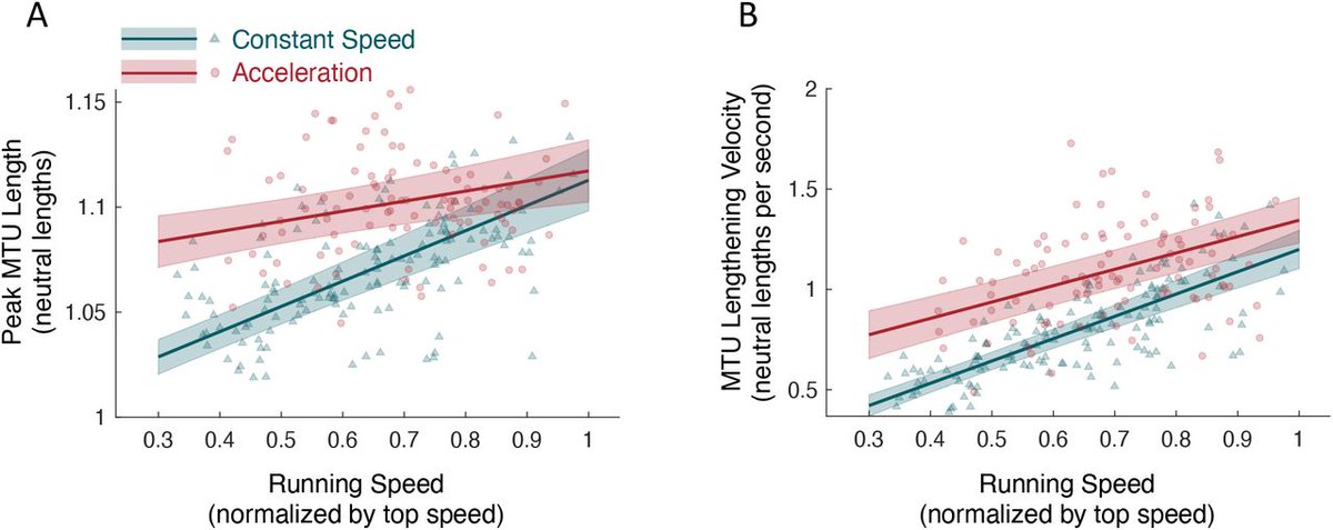 Hamstrings are stretched more and faster during accelerative running compared to speed-matched constant speed running

new preprint by Gurcheik et al. 2024
biorxiv.org/content/10.110…