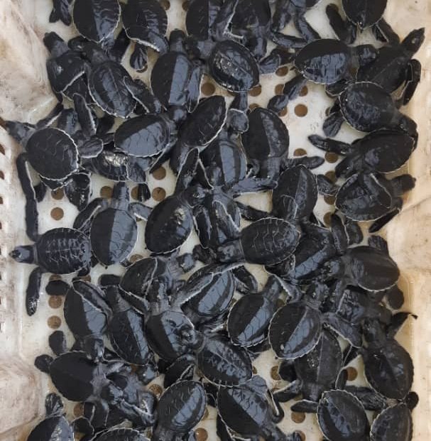 🛑Side Event Torture Marine Mise en œuvre de la stratégie de conservation des tortues marines en Afrique de l'Ouest et du Centre à travers une gestion efficace et équitable des aires marines protégées ⚡ 📍Salle 4 /14h 📅 24-04-24 ⭐Dr. Aissa REGALLA DE BARROS /DG IBAP…