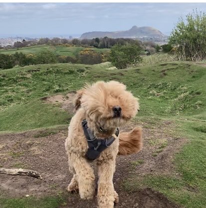 Arthur’s Seat in background. Wild haggis in foreground.