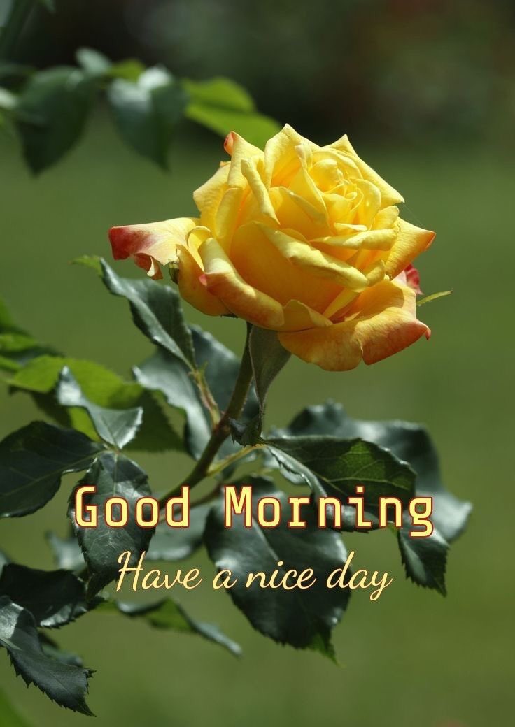 @ManfredDegen3 @Sunny66204366 Good morning Dinesh. I wish you a fantastic Wednesday 💙💙💙