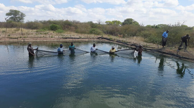 #ZimAgricRising

Magaya Farming Group members in Gwanda have started harvesting their first-ever batch of fish under a project that is set to transform their lives. The farmers seeded 5000 fingerlings in October.@MoLAFWRD_Zim @agribusinesszw @arda_zim @ZimGvt_NDS1 @Zim_Vision2030