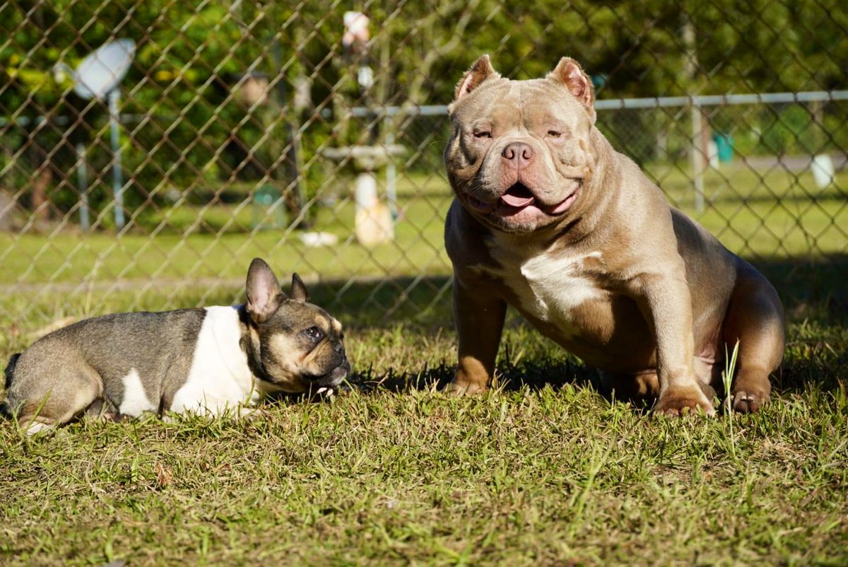 Jackie Tan 1500 or 1k and pup back #EarthDay  #dogs #breeder #fyp #explore #lilactri #pocketbully #FamilyFirst
