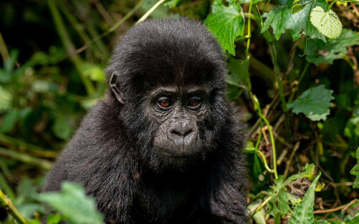 TourismBoardUg's tweet photo. Bwindi Impenetrable National Park is home to the largest number of the world's remaining mountains gorillas. The park is a haven for our close relatives and a vast variety of animals, birds, and plant species. Here is  your guide to the thrilling adventures that await and how much they cost;

Gorilla Tracking.
Foreign Non-Residents: $800 USD
Foreign Residents: $700 USD
Rest of Africans: UGX 300,000

Gorilla Habituation.
Foreign Non-Residents: $1,500 USD
Foreign Residents: $1,000 USD
Rest of Africans: UGX 750,000

Birdwatching and Nature Walks:
Foreign Non-Residents: $40 USD
Foreign Residents: $30 USD
Rest of Africans: UGX 30,000

Guided Long Walks.
Rushaga to Nyabaremura and Buhoma to Nkuringo:
  Foreign Non-Residents: $60 USD
  Foreign Residents: $50 USD
  Rest of Africans: UGX 50,000

Long Walk Rushura Hill (Muzabajiro Loop).
Foreign Non-Residents: $40 USD
Foreign Residents: $20 USD
Rest of Africans: UGX 10,000

Bamboo Walk in Ruhija.
Foreign Non-Residents: $40 USD
Foreign Residents: $20 USD
Rest of Africans: UGX 10,000

Batwa Forest Experience (Exclusive of Entrance).
Foreign Non-Residents: $40 USD
Foreign Residents: $40 USD
Rest of Africans: UGX 40,000

Book your adventure today.

#POATE2024 | #ExploreUganda
