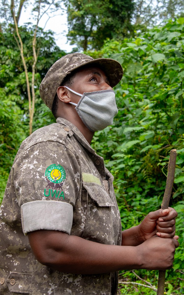 TourismBoardUg's tweet photo. Bwindi Impenetrable National Park is home to the largest number of the world's remaining mountains gorillas. The park is a haven for our close relatives and a vast variety of animals, birds, and plant species. Here is  your guide to the thrilling adventures that await and how much they cost;

Gorilla Tracking.
Foreign Non-Residents: $800 USD
Foreign Residents: $700 USD
Rest of Africans: UGX 300,000

Gorilla Habituation.
Foreign Non-Residents: $1,500 USD
Foreign Residents: $1,000 USD
Rest of Africans: UGX 750,000

Birdwatching and Nature Walks:
Foreign Non-Residents: $40 USD
Foreign Residents: $30 USD
Rest of Africans: UGX 30,000

Guided Long Walks.
Rushaga to Nyabaremura and Buhoma to Nkuringo:
  Foreign Non-Residents: $60 USD
  Foreign Residents: $50 USD
  Rest of Africans: UGX 50,000

Long Walk Rushura Hill (Muzabajiro Loop).
Foreign Non-Residents: $40 USD
Foreign Residents: $20 USD
Rest of Africans: UGX 10,000

Bamboo Walk in Ruhija.
Foreign Non-Residents: $40 USD
Foreign Residents: $20 USD
Rest of Africans: UGX 10,000

Batwa Forest Experience (Exclusive of Entrance).
Foreign Non-Residents: $40 USD
Foreign Residents: $40 USD
Rest of Africans: UGX 40,000

Book your adventure today.

#POATE2024 | #ExploreUganda