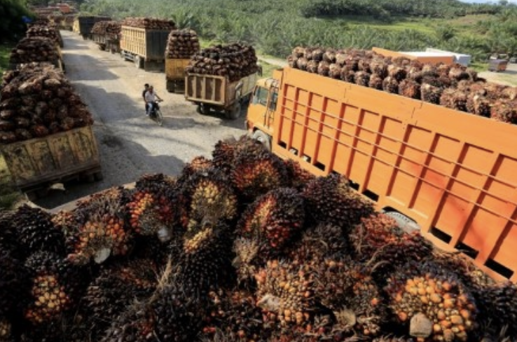 Palm oil tracks soyoil higher, extends gains for second session
xm.com/research/marke…