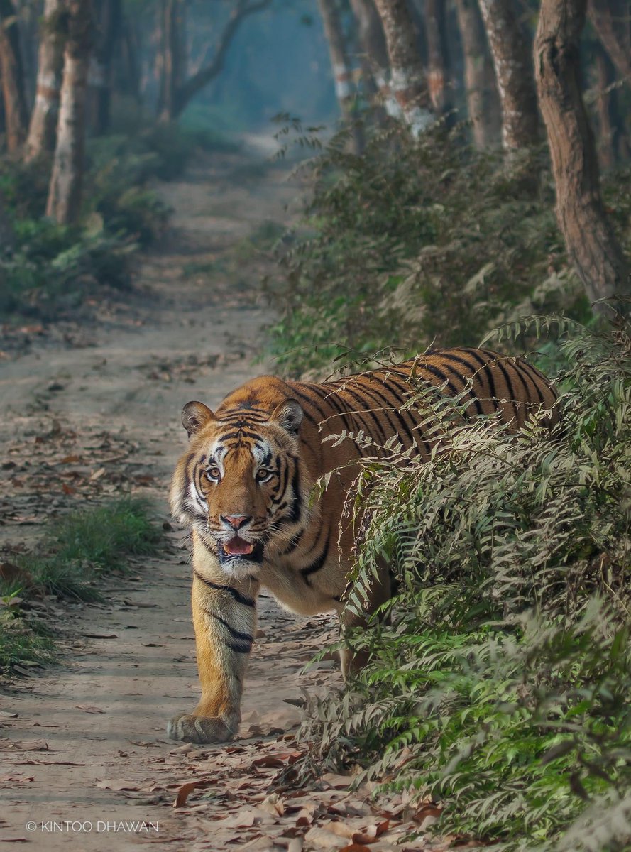 One of the most famous of tigers Surai Male photo taken in Pilibhit Tiger Reserve. Beautiful photo taken by Pilibhit Studio