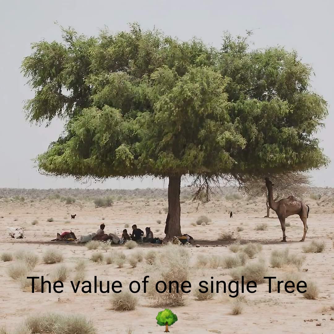 Save Trees everyone...
#TreeClub 
#treepeople 
#Treeday