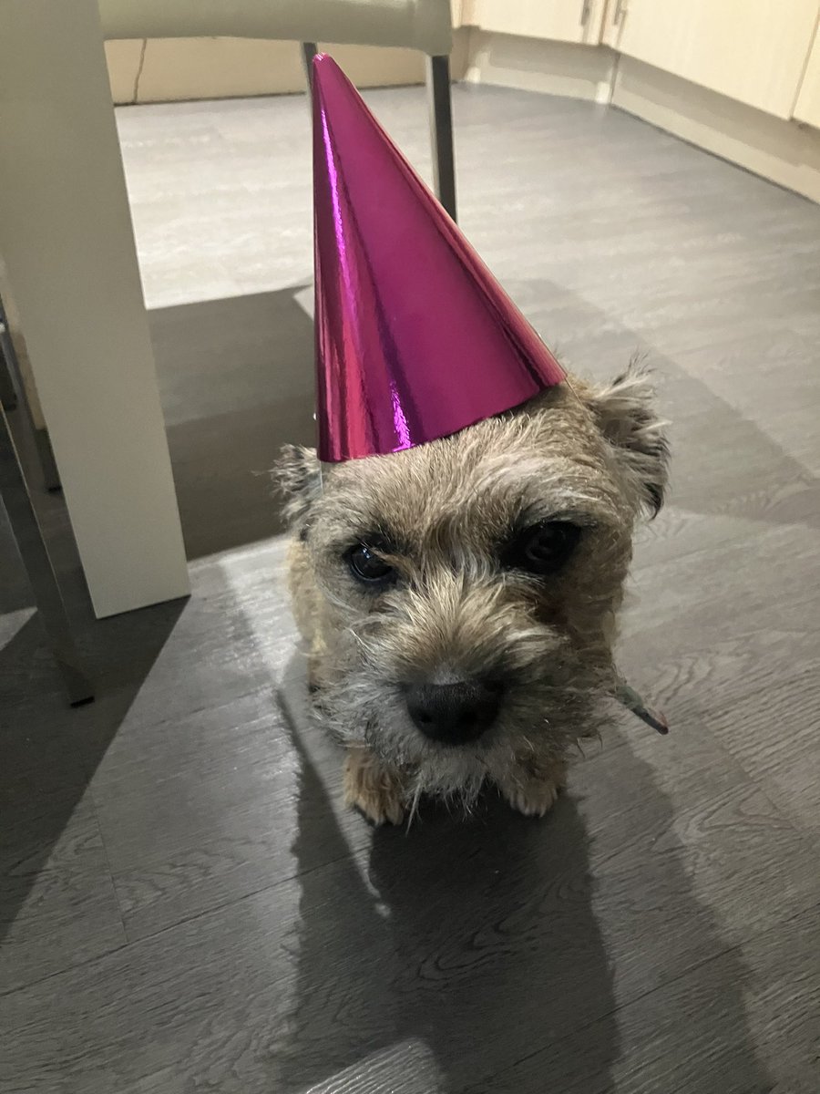 Sir Wilbur (CBE) 😊🐶 tweet media
