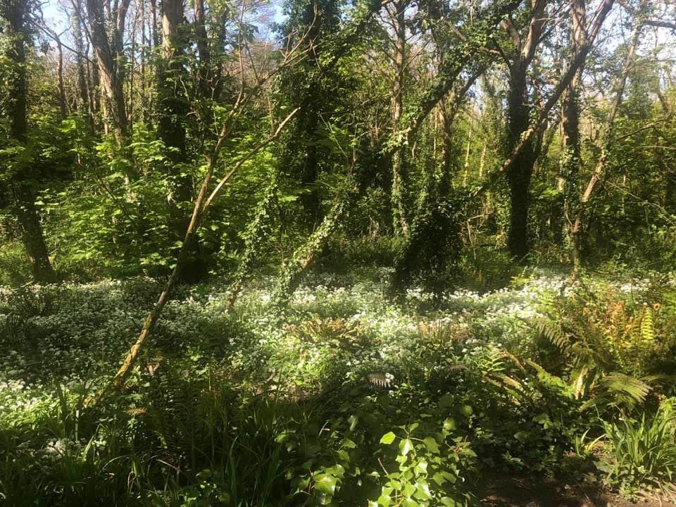 Anyone with an ounce of decency would look at this area and want to preserve and manage it as the beautiful nature reserve it was created to be by the Late Ken Williams .It’s an AONB (Area of Outstanding Natural Beauty) anglesey.gov.wales/en/Residents/C… and part of an SSSI (Site of…