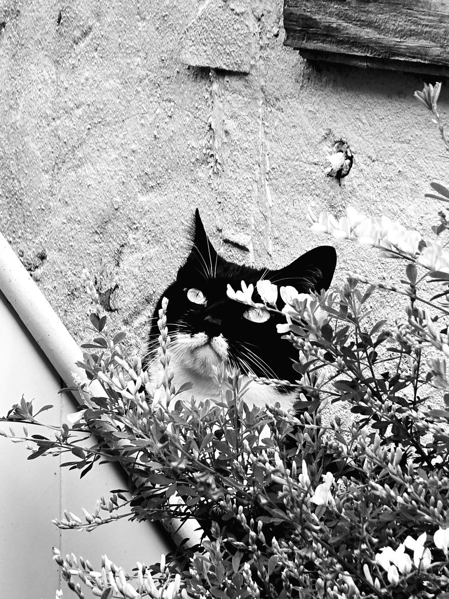 Hiding my whiskers behind the blooming broom. ~ Edgar Poes 
#whiskerswednesday #CatsOfTwitter #CatsOfX #cats #tuxedocats #Hedgewatch