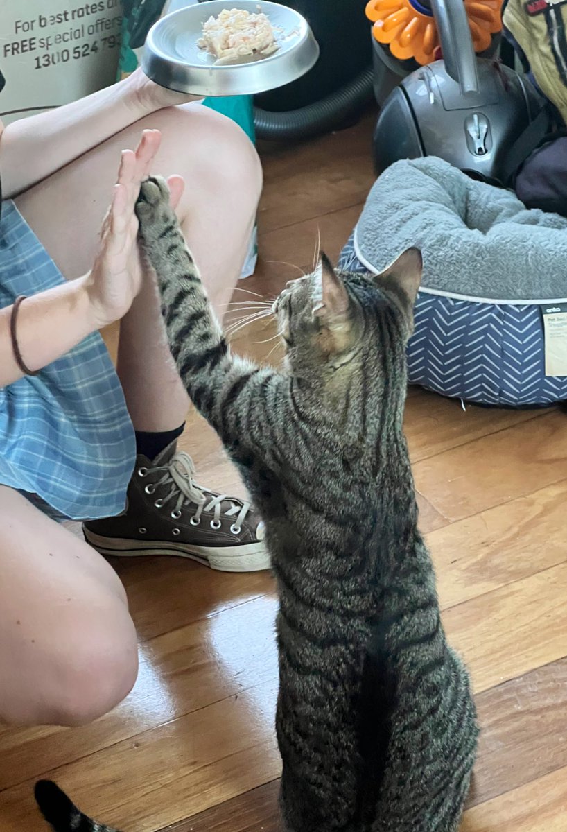 Finn will high five for food