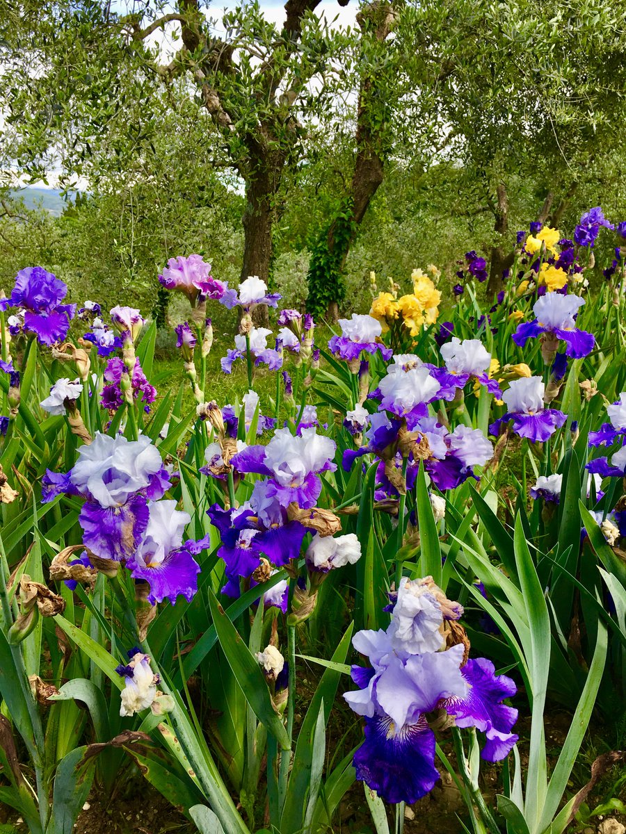 The spring walk is to Piazzale Michelangelo with the #Iris Garden. This flowery and scenic corner of the city, so symbolic and so traditional, is a feast for Florentines and tourists alike. Open free of charge until 20 May feelflorence.it/en/node/26543 @comunefi @VisitTuscany