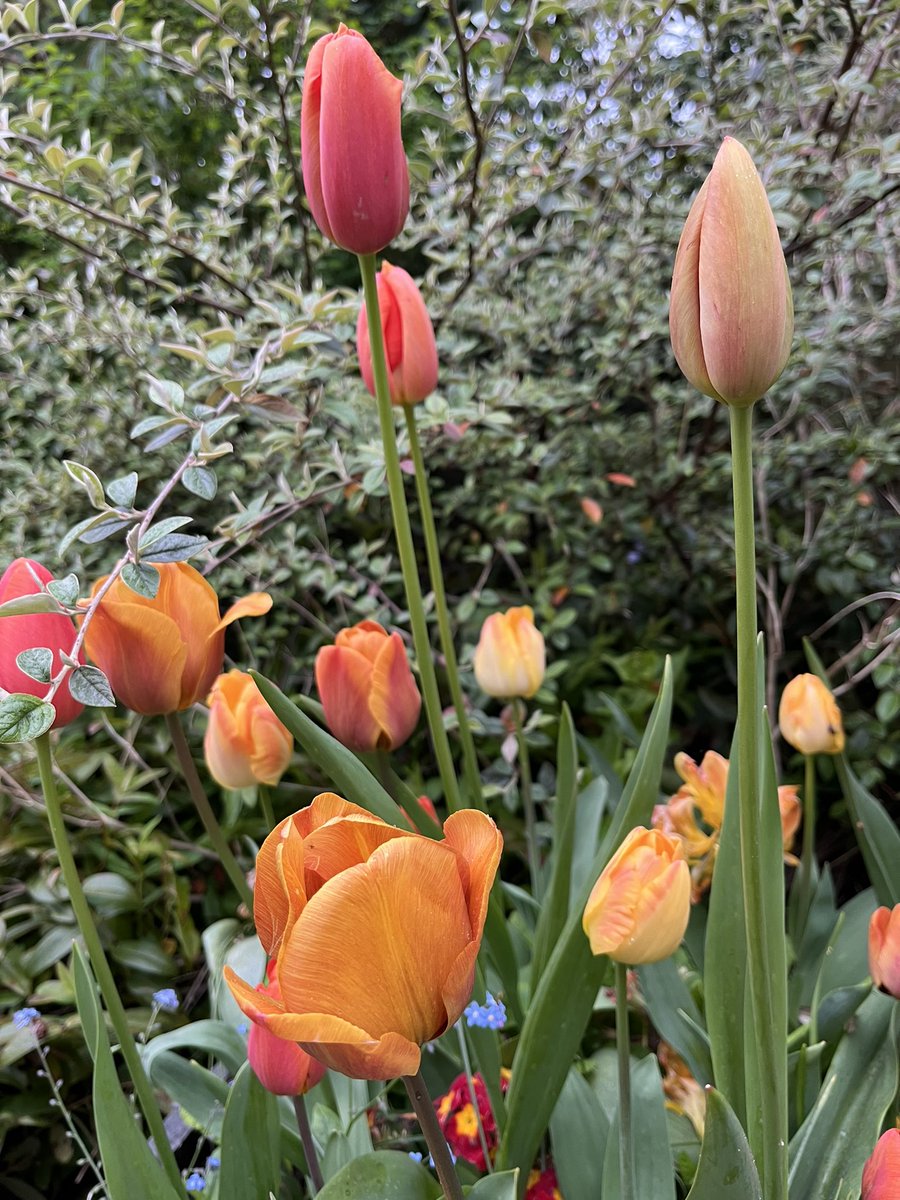 Another gloomy start here. Thank goodness for tulips. #gardening