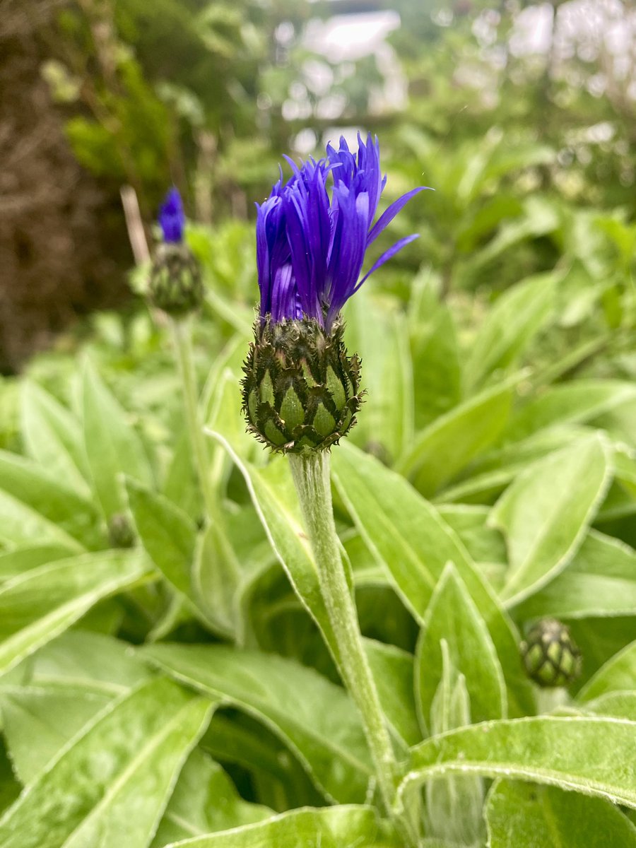 Centaurea buds are nearly ready to open. Known also as the mountain cornflower. The #garden is gathering momentum Happy #gardening adventures.