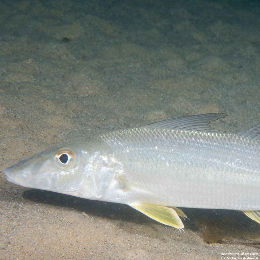 SIMS_Australia's tweet image. 🎣How do marine heatwaves affect fish vital for recreational &amp;amp; commercial use?  
A collaborative study led by @UofA_SET is running experiments in the SIMS  to understand this. Focusing on Yellowfin Bream &amp;amp; Sand Whiting, the project examines their responses to heatwave conditions.
