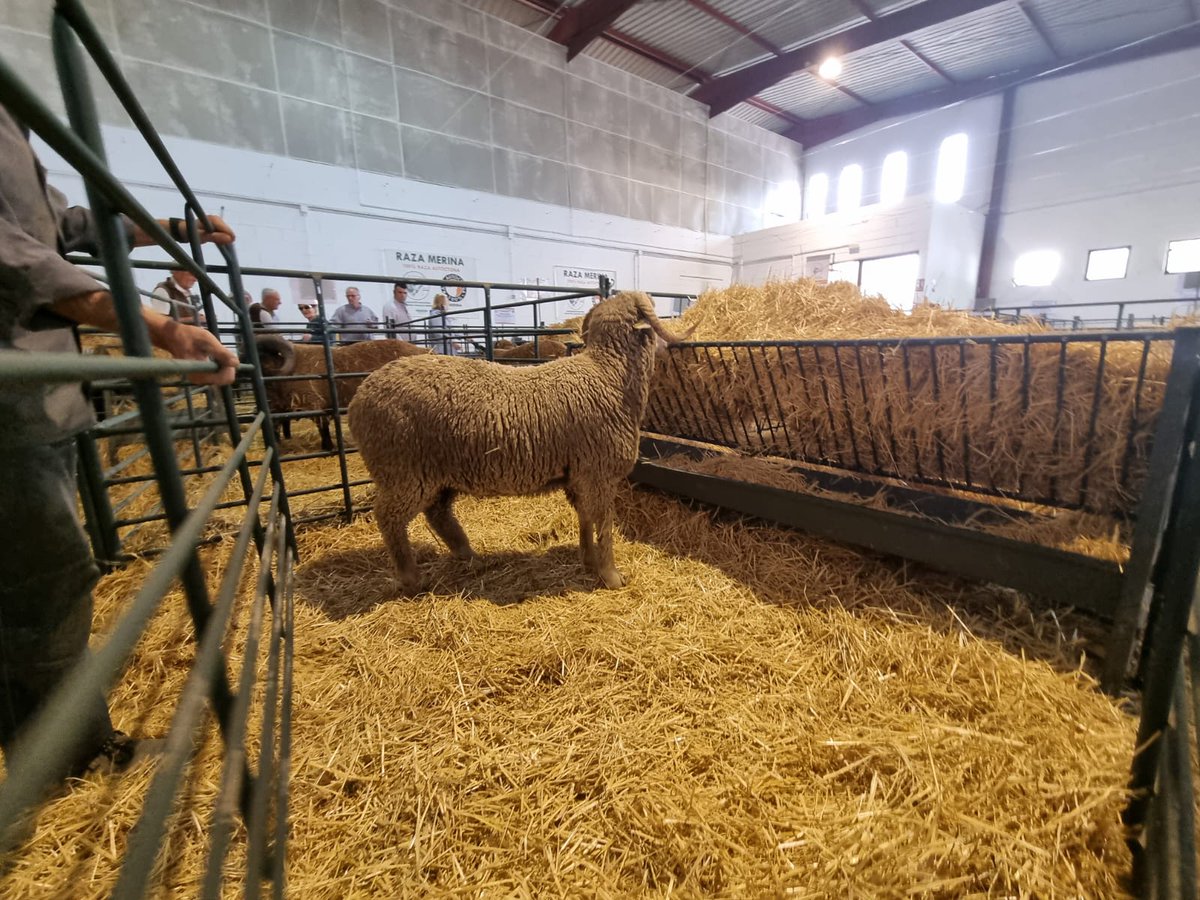 El #IFAPA gana el premio al mejor semental de raza #merina en la @FeriaAgroganade Los Pedroches🥇

Los ejemplares del IFAPA presentados forman parte de un proyecto para mejorar la oveja merina y la calidad de su lana🐑

🔗Conoce más sobre este proyecto en: lajunta.es/4qy1u