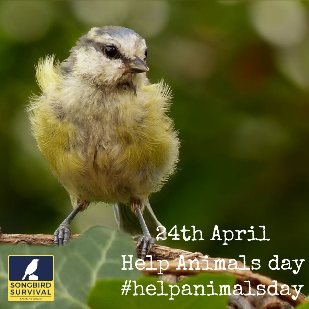 We’re part of #HelpAnimalsDay by @onevoiceforanimalsuk. A day to remind us all how we can play a role in helping animals.

Can you take one small action today to help wildlife and songbirds in your garden or local green space?

Find lots of inspo at: songbird-survival.org.uk/help-birds/how…