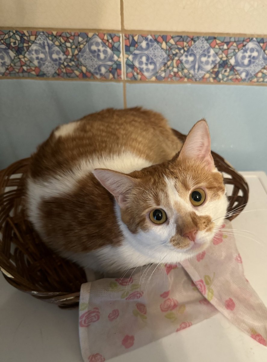 ВНИМАНИЕ 
В ванной обнаружен хлеп 🐈
Очень пухленький и бело рыжий 
Хлеп зовут Ассоль, она все еще находится в поисках личного дома если что🥹👉👈