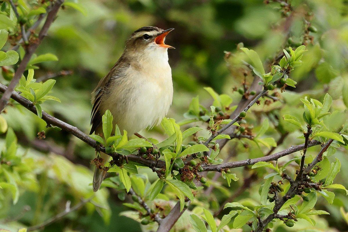 A newly arrived Sedge Warbler giving it some wellie. Just look at that orangey-red throat!!!