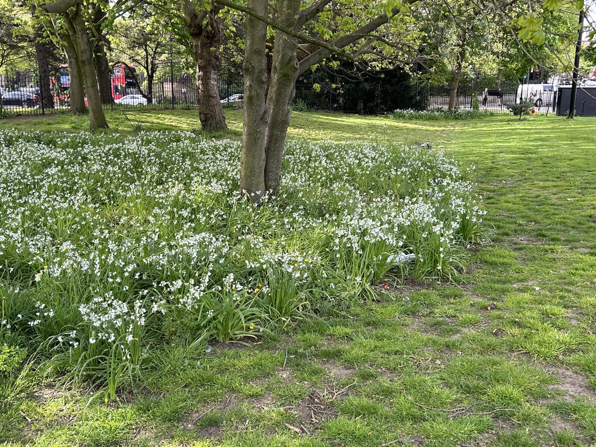 Three-cornered leek is widely recognised as an invasive species (nonnativespecies.org/assets/Uploads…) meanwhile ⁦@IslingtonBC⁩ treat it as a beloved wild flower and carefully mow around it. The msg is not getting through, sigh. ⁦@CheckCleanDryGB⁩