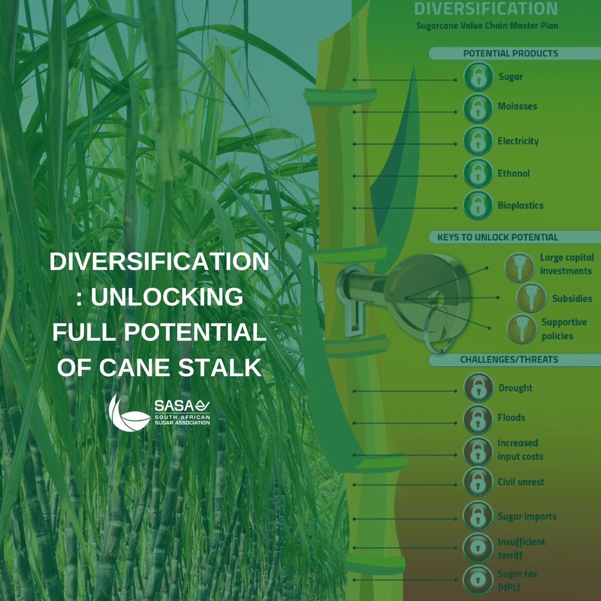 🌱⚡️ Unlocking the Full Potential of Sugarcane! ⚡️🌱 

The South African sugar industry is embracing diversification to ensure its long-term sustainability. From bioethanol to sustainable aviation fuel, we're exploring innovative opportunities to maximize the value of every cane