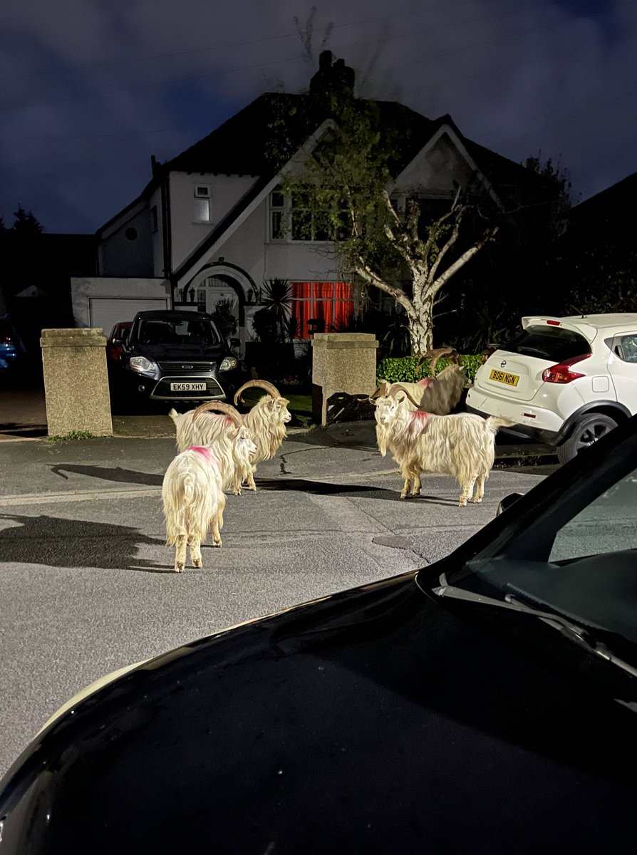 A few pre-conference pints last night. Wandering our way back from the pub we managed to interrupt some kind of suburban goat meeting.