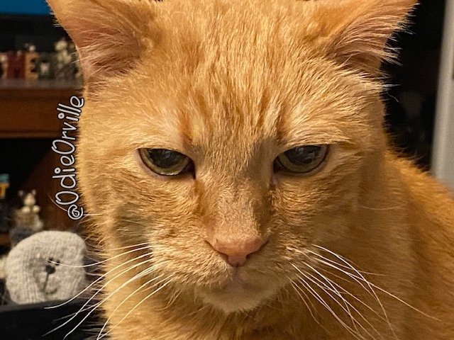 I don't always look directly into the camera, but when I do, it's so people may gaze at my fearsome whiskers. 
Magnificent, aren't they?! 😹 

Have a wonderfully wild, whacky and whimsical #WhiskersWednesday my friends! ❤