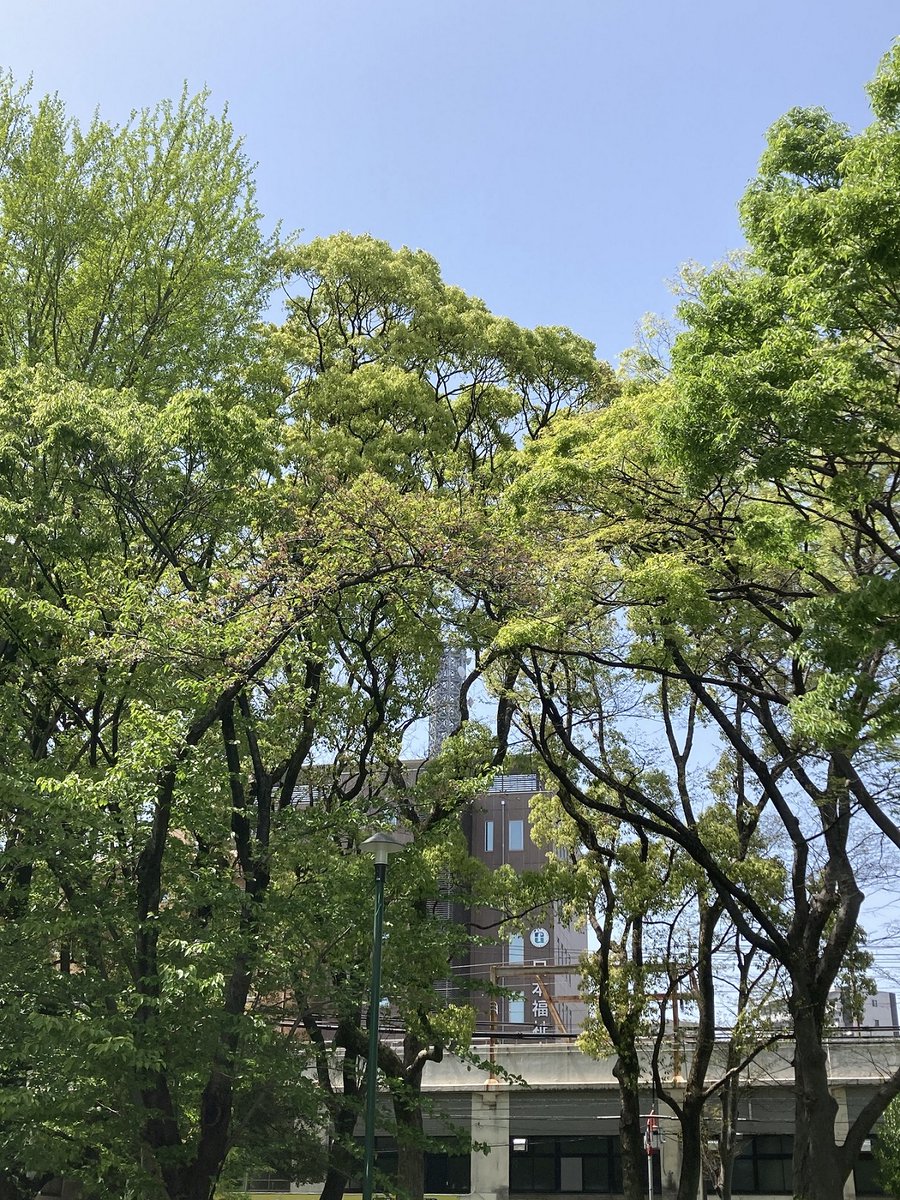 NFUalumni's tweet photo. こんにちは、#日本福祉大学同窓会 です。また #鶴舞公園 の景色かよ、とお叱りがないことを・・・
すっかり桜も散り、見上げれば #新緑 の季節を迎えました。これから園内は #花菖蒲 や #薔薇 の花が見ごろを迎えます。そんなトピックも、時々お伝えしていきますね。 https://t.co/XFEpqvF8RP