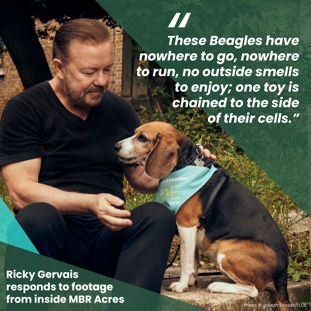 On #WorldDayForAnimalsInLaboratories, please RT to help @rickygervais & rescued laboratory dog, @BetsyAmbassador, end animal testing. Ask your MP to sign #EDM25, for a science hearing to stop false claims about human medicine, which fund this cruelty: ✍️ forlifeonearth.eaction.online