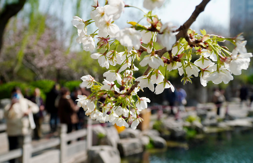 The cherry blossoms🌸 are in full bloom at Wulongtan Park in #Jinan, #Shandong Province, attracting crowds of visitors^^👒😎 #SpringInShandong #FloweringSeason (Xinhua News Agency/Xu Suhui)