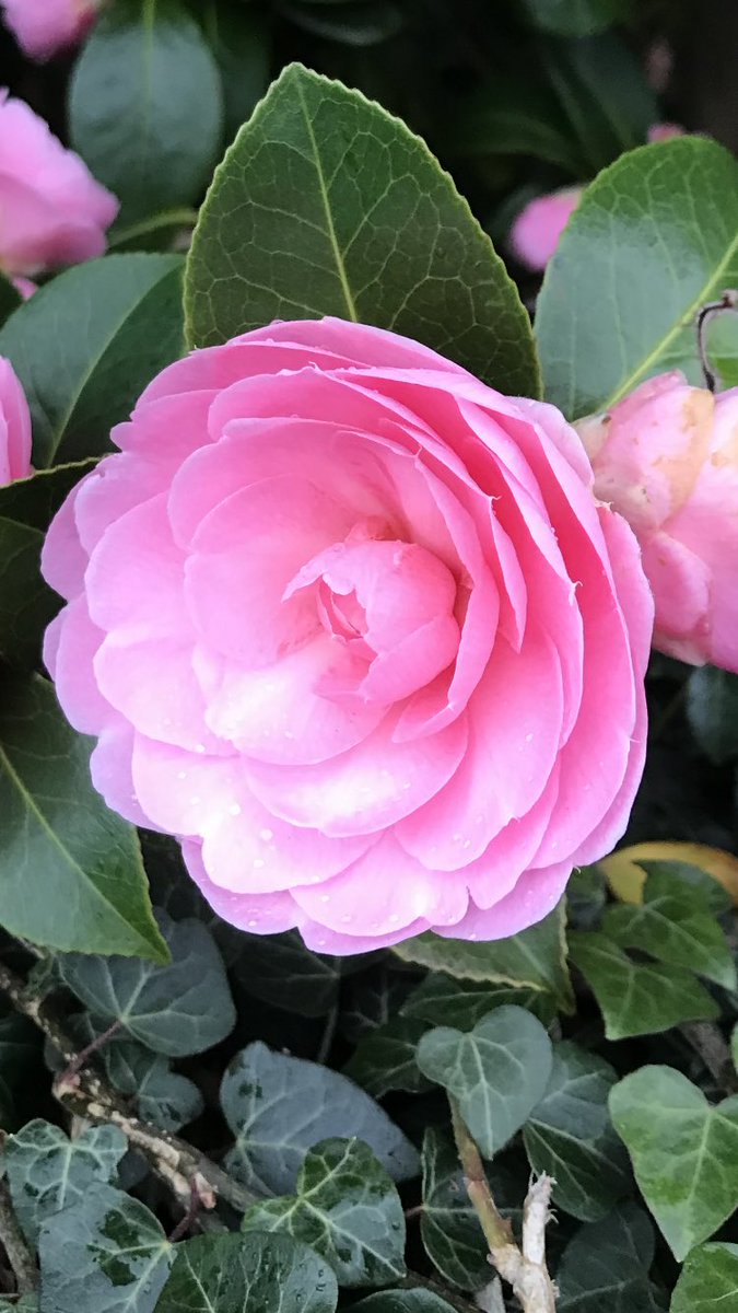 Morning 🌸…. Halfway through the week already… Have a good one…. Happy days!!! 🙂…. #GardeningX #Camellia #MyGarden #Gardening #FoodForTheSoul #PositiveVibesOnly