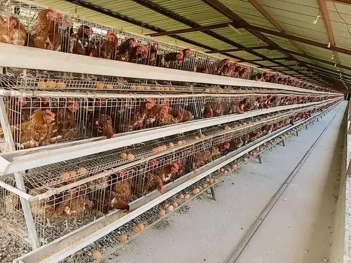 Considering investing in battery cages for 10000 layers? Initial costs may seem high, but long-term benefits in productivity, efficiency, and profitability make it a viable option for commercial egg production. 
livipoultryequipment.com/how-much-is-ba…
#PoultryFarming #EggProduction