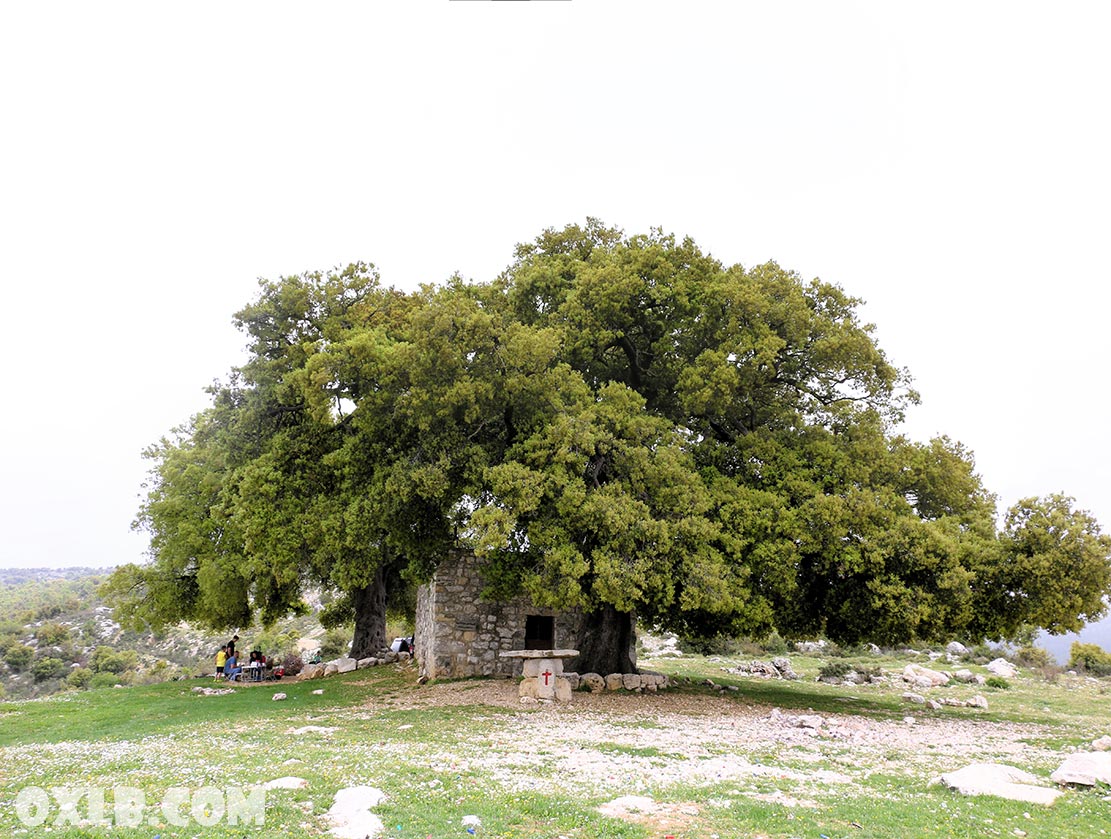 The huge Oak Tree near the Mar Seba Church in Mayfouq Jbeil Byblos... lebanonart.com

#hugeoak #oak #oaktree #marseba #oldchurch #lebanon #lebanonchurch #lebanonart #lebanonpostcard #discoverlebanon #mayfouk #mayfouq