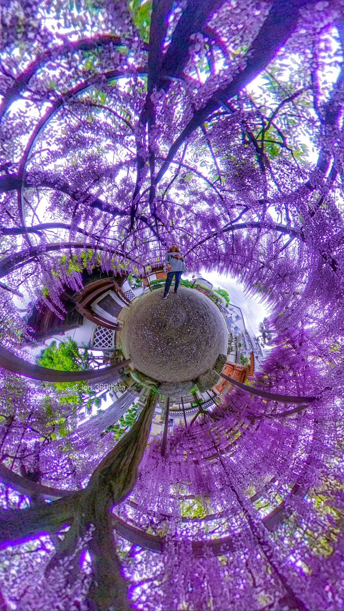 These blossoms look like a forest.🤩✨💠💠💠

#theta  #ricohtheta  #theta360  #tinyplanet  #360photo #wisteria #wisteriaflowers #藤 #藤の花
#thetaのある生活 #theta360jp
 #私の街の春
@panophotos