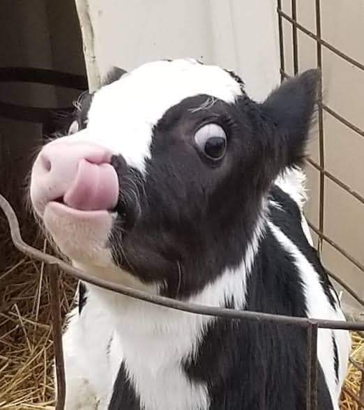 Cows are the ultimate source of happiness.