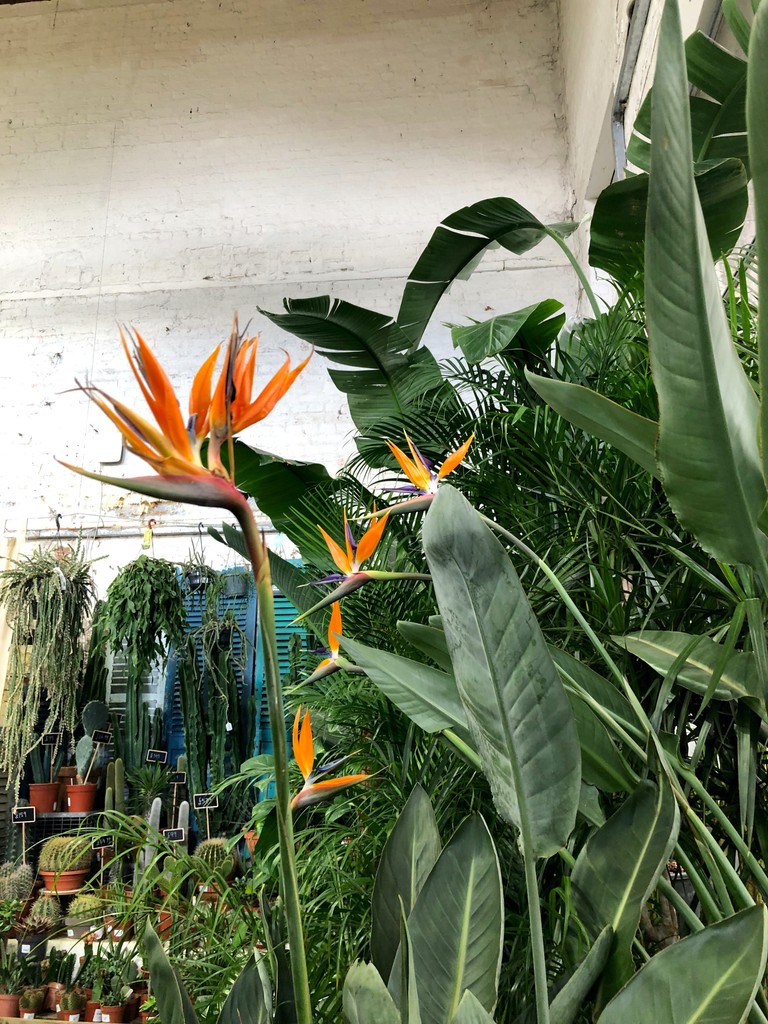 Our indoor #tropical department is an #exotic experience inc the rare #flowering #birdsofparadise #strelitzia with several in stock now
#gardencentre #since1983 #socialenterprise #camdentown #gardenlovers #house_plant_community #trainingandemploymentopportunities