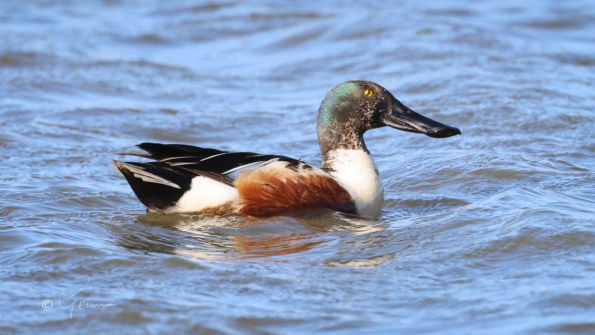 Shoveler - one of the most appropriately named birds!