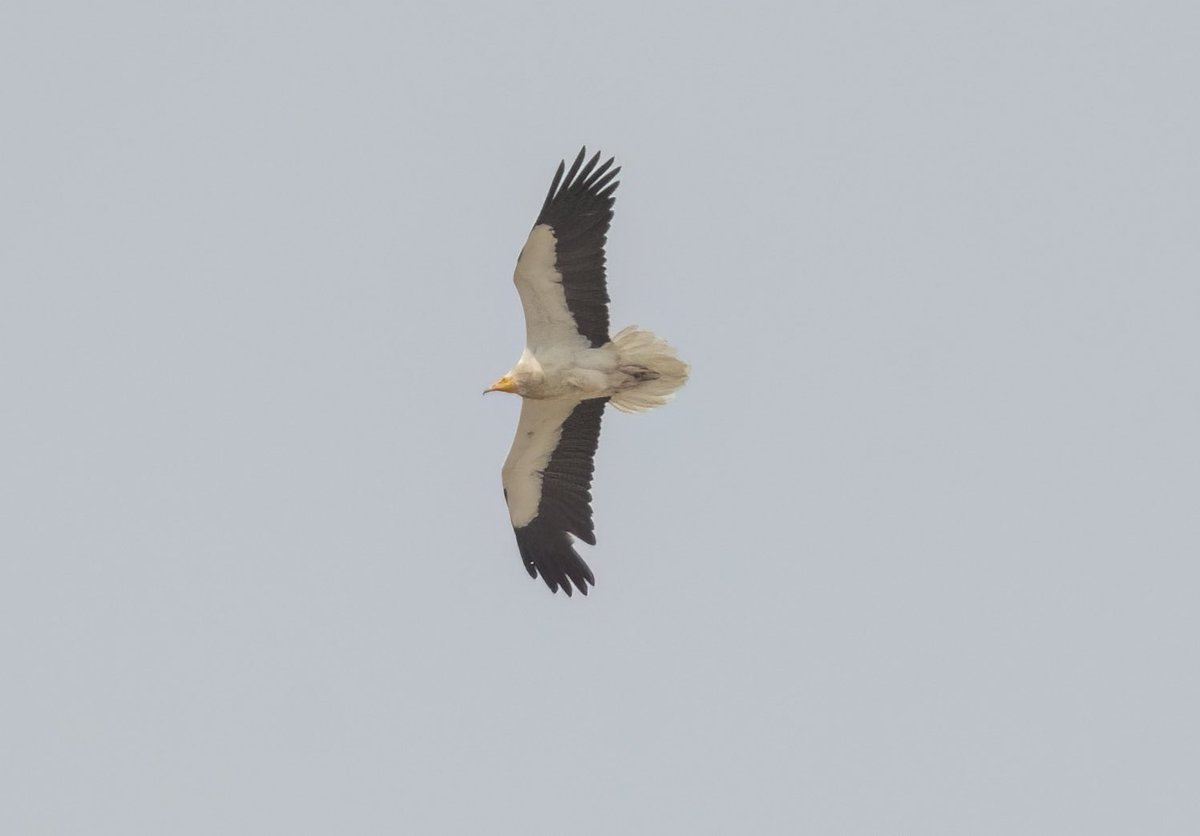 Aldığım arazinin üstünde uçup durdular :)
Küçük akbaba >>> Egyptian vulture
#hangitür #ankara