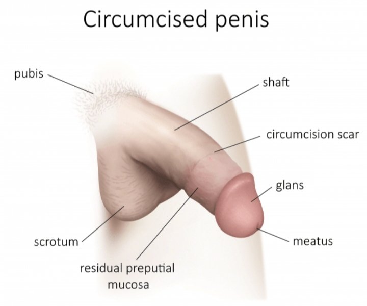 The perfect penis. Glans permanently bare and exposed. No unnecessary moving parts. No skin folds for trapping smegma, dirt, lint, urine. Always clean 🍦💦🍆😈