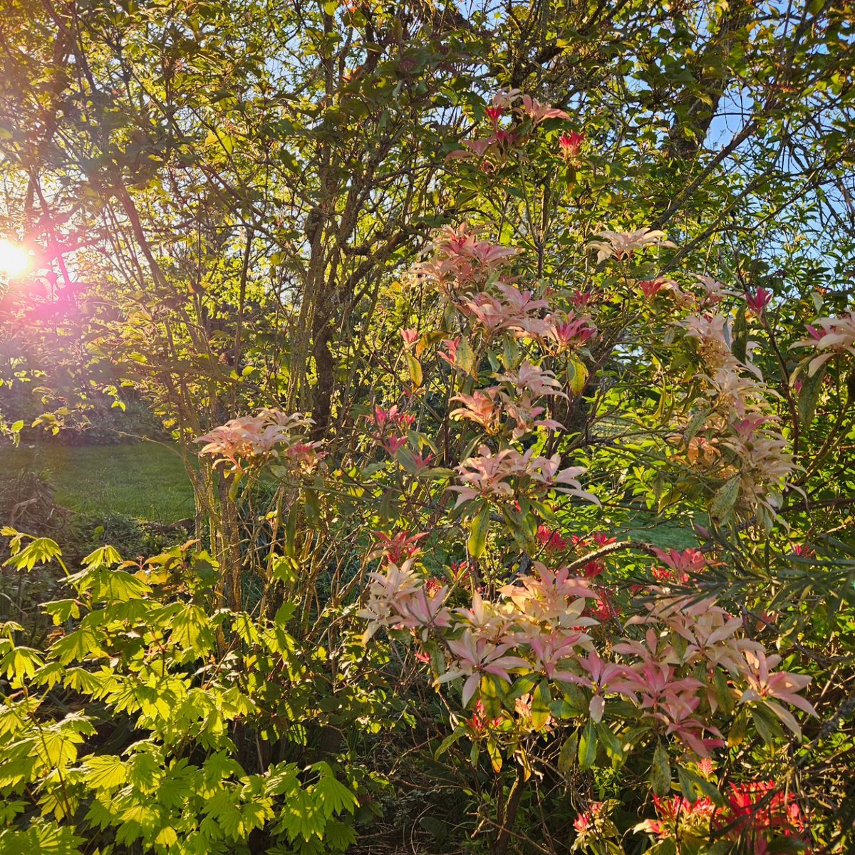 Pieris...