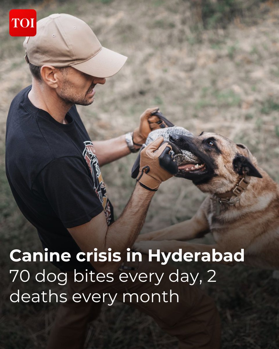 Hyderabad grapples with a surge in stray dog bites, leading to two monthly rabies deaths. Read more: toi.in/5unKuY