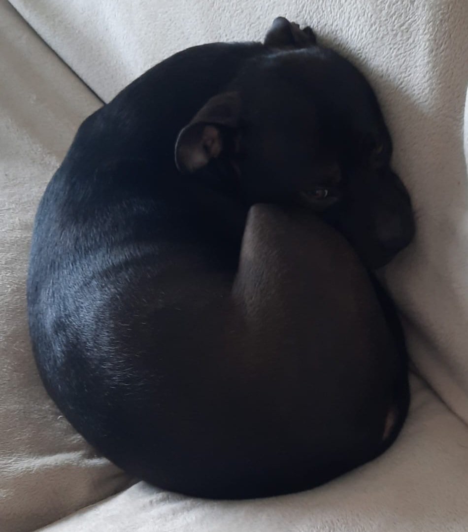 The #staffie #pup in hamster mode 🤣😍💤 #Staffordshirebullterrier @JulesAllenxx @Rosie5278 @IStaffies @Staffie_Lovers