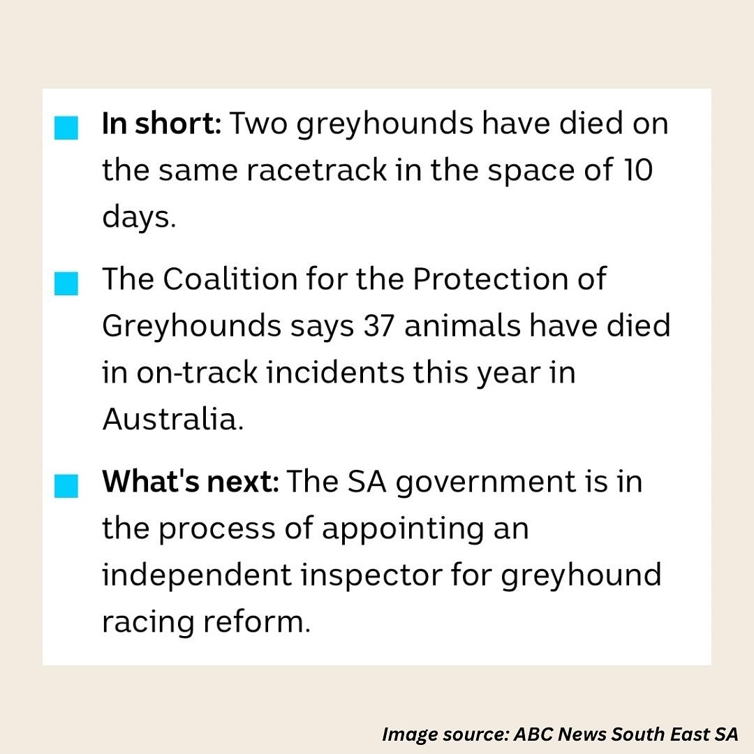 'Thank you @ABCaustralia @Sambradbrook for shining a light on the @PMalinauskasMP & @KatrineHildyard inability to take meaningful action for SA greyhounds.'
- Greyhounds Welfare Initiative SA
#youbettheydie