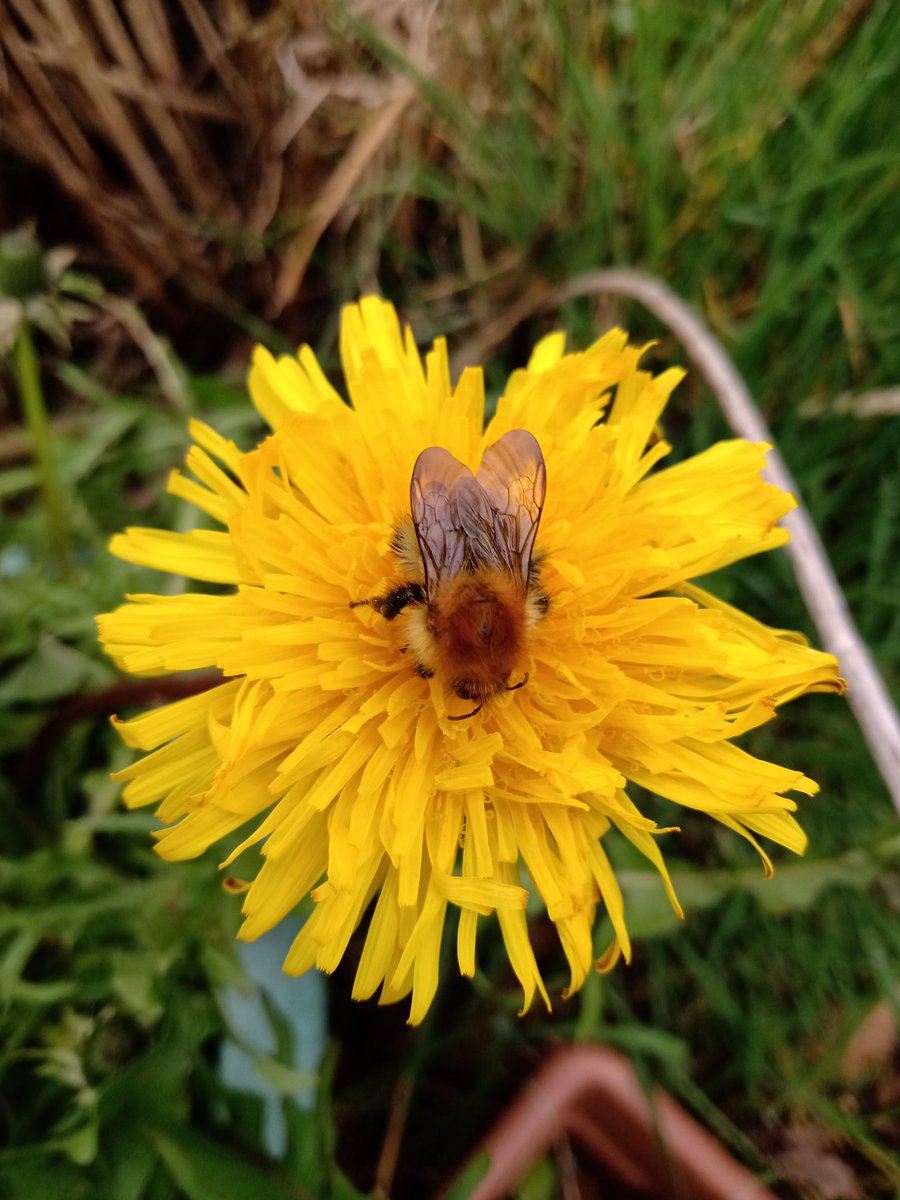 A Common carder #bumblebee enjoying #dandelion nectar. It's one of our best early nectar sources and loved by #butterflies & other #pollinators too. Not so interesting fact.... Dandelion was my nickname when I was wee! Danièle