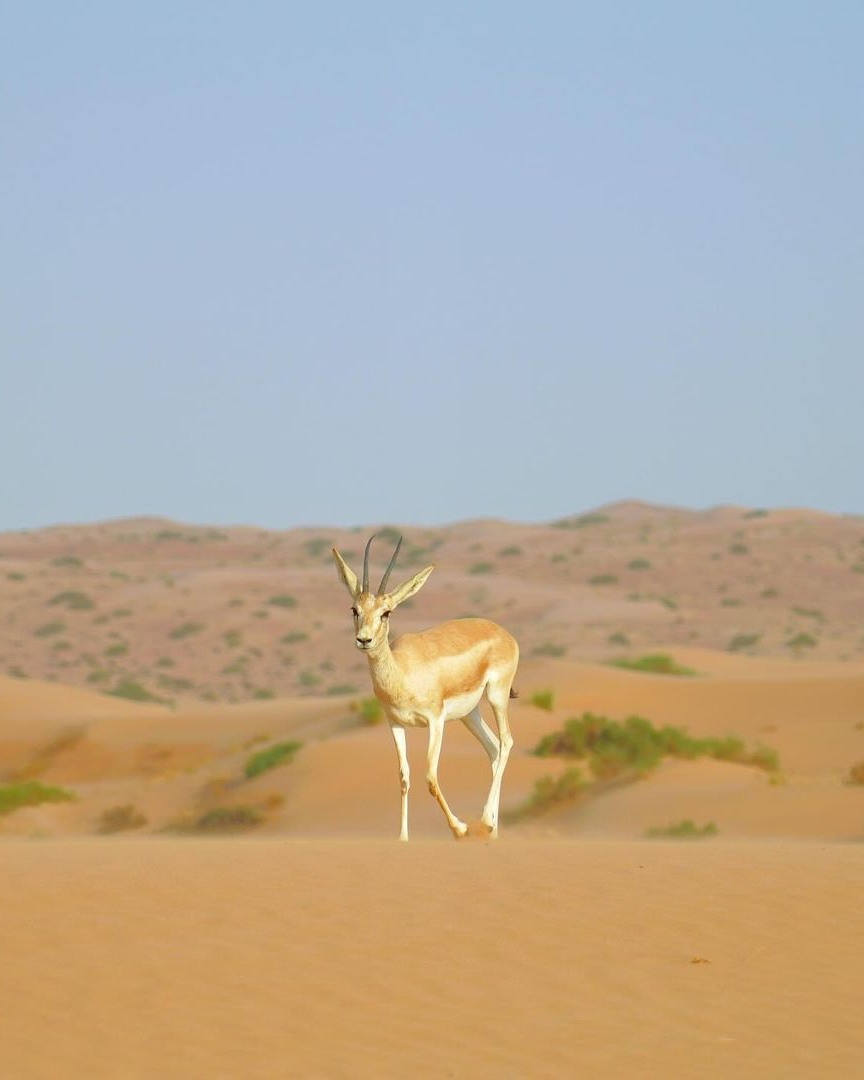 Today’s mission, should you choose to accept it, is to capture the Arabian Gazelle in a genuinely natural pose. 😍 📸 IG/martl735 #VisitDubai