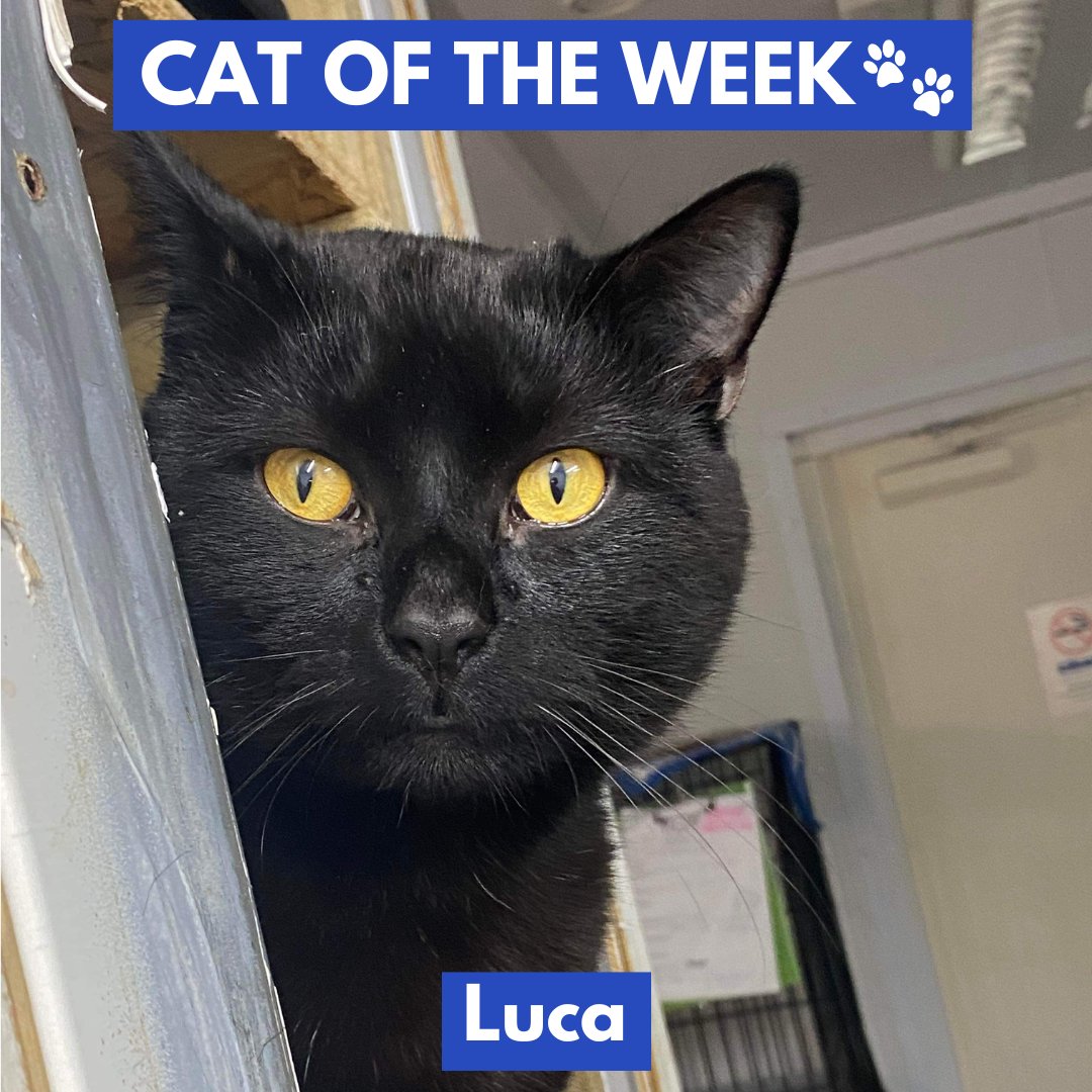 Time for #CatOfTheWeek, in collaboration with @claycountycat! This week we have Luca, a loving, but sometimes feisty, 22 month old British Shorthair boy. Find out more about Luca 👉 claycountycatcare.com / adopt@claycountycatcare.com #KeepItCHAOS #Cornwall #Adoption