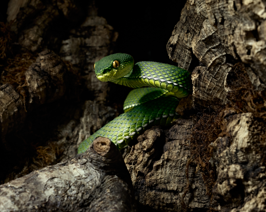 Go away.  Nobody's home... 
#mangroveviper #snake #reptile #viper #wildlifephotography #animalphotography #photography #appicoftheweek #canonfavpic #captureone
