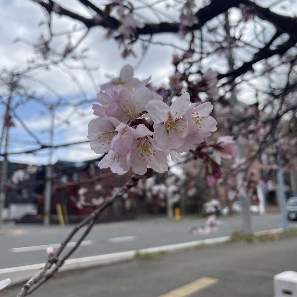 僕がiPhone12miniで撮った桜綺麗だからみんな見て