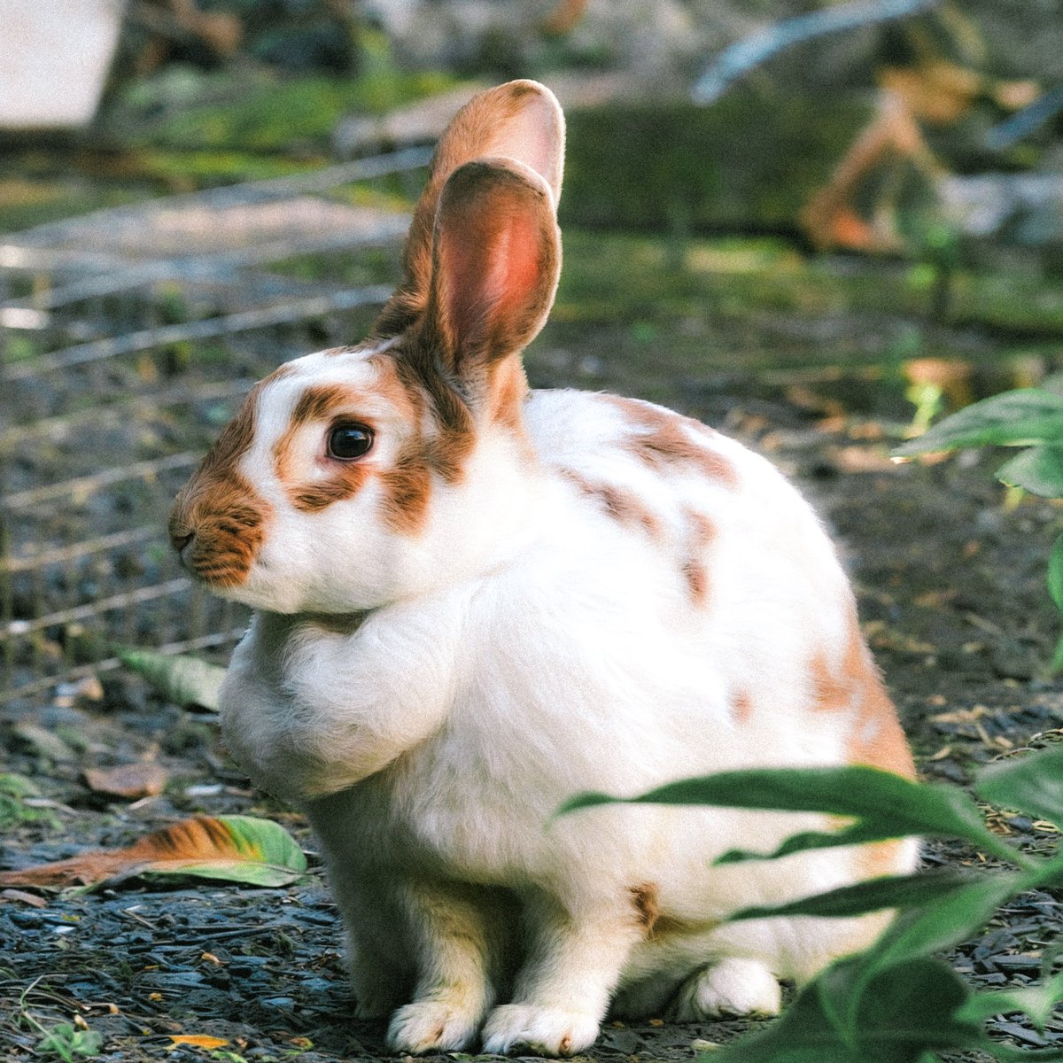 bunny 🐰 shot on my Samsung Galax s23 Ultra

#フォトグラフィー #写真家 #photographer #photography #bunny #rabbit #withgalaxy #photographyeveryday #photographyart #photographylife #samsunggalaxy23ultra